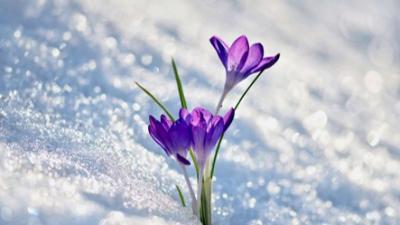 Flower in snow