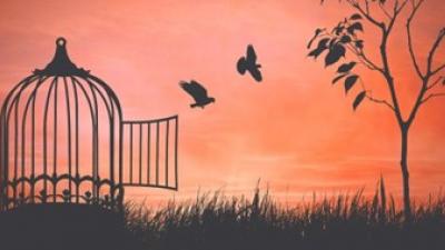 Bird cage freedom
