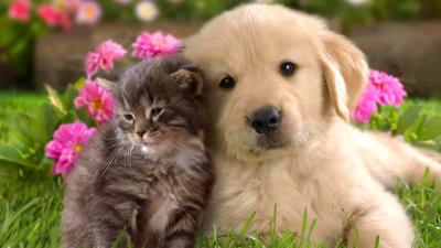 Puppy and kitten