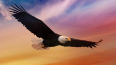 Eagle flying image