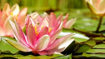 Lotus image